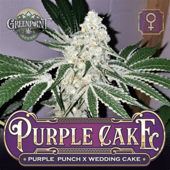 Purple Punch Greenpoint Seeds