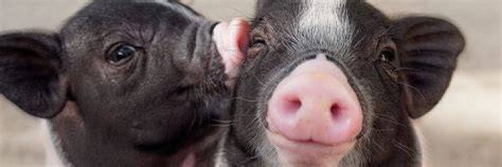Unveiling The Extraordinary World Of Famous Pigs